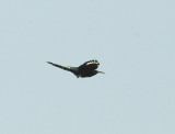 GREEN WOOD-HOOPOE , THE CYCLE TRACK , KOLOLI , GAMBIA , 14 , 11 , 2014