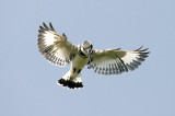 PIED KINGFISHER , KOTU BRIDGE , KOLOLI , GAMBIA , 14 , 11 , 2014