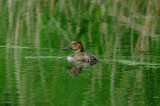 COMMON POCHARD ( Female ) . HAM WALL RSPB  . SOMERSET . ENGLAND . 1 . 6 . 2016