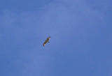 BONELLI`S EAGLE ( Juvenile ) . THE OUED MASSA RESERVE . MOROCCO . 9 / 3 / 2010 