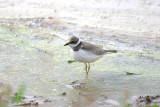 LITTLE RINGED PLOVER ( Juvenile ) . BLACKHOLE MARSH . SEATON . DEVON . 3 . 8 . 2016