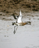 BLACK-TAILED GODWIT . BOWLING GREEN MARSH . TOPSHAM . DEVON . 20 . 8 . 2016