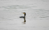CORMORANT . THE CLYST ESTUARY . TOPSHAM . DEVON . ENGLAND . 25 . 8 . 2016