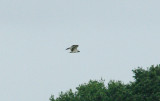 OSPREY , BOWLING GREEN MARSH , TOPSHAM , DEVON , 4 , 9 , 2016