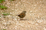 DUNNOCK . BOWLING GREEN MARSH . TOPSHAM . DEVON . 5 . 9 . 2016