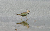 NORTHERN LAPWING ( Juvenile ) . BOWLING GREEN MARSH . TOPSHAM . DEVON . ENGLAND . 11 . 9 . 2016