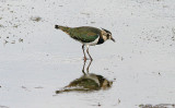 NORTHERN LAPWING ( Juvenile ) . BOWLING GREEN MARSH . TOPSHAM . DEVON . ENGLAND . 11 . 9 . 2016