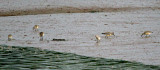 RED KNOT . THE CLYST ESTUARY . TOPSHAM . DEVON . 13 . 9 . 2016