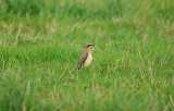 NORTHERN WHEATEAR ( Greenland Race ) . ORCOMBE POINT AREA . EXMOUTH . DEVON . 14 . 9 . 2016