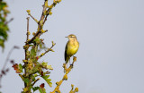 YELLOW WAGTAIL , ORCOMBE POINT AREA , EXMOUTH , DEVON , 14 , 9 , 2016