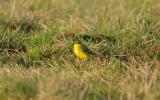 YELLOW WAGTAIL . ORCOMBE POINT AREA . EXMOUTH . DEVON . 14 . 9 . 2016