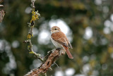 RED-BACKED SHRIKE ( Juvenile ) , BEER HEAD , DEVON , 15 , 9 , 2016 