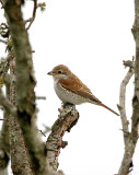 RED-BACKED SHRIKE ( Juvenile ) , BEER HEAD , DEVON , 15 , 9 , 2016