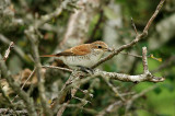 RED-BACKED SHRIKE ( Juvenile ) . BEER HEAD . DEVON . 15 . 9 . 2016