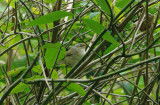Blyth`s Reed Warbler - Acrocephalus dumetorum