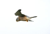 ( Common ) Kestrel . Falco tinnunculus