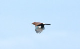 EURASIAN JAY . BOWLING GREEN MARSH . TOPSHAM . DEVON . 31 . 10 . 2016