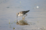 LESSER YELLOWLEGS . CHEDDAR RESERVOIR . SOMERSET . 2 . 11 . 2016 