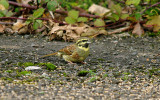 CIRL BUNTING . BROADSANDS . DEVON . 8 . 11 . 2016