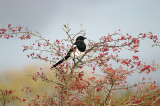 BLACK-BILLED MAGPIE . THE EXMINSTER MARSHES . DEVON . ENGLAND . 11 . 11 . 2016