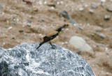 DESERT WHEATEAR , LEASFOOT BEACH , THURLESTONE , DEVON , 21 , 11 , 2016
