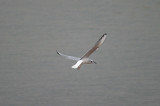 BONAPARTE`S GULL , SHELLEY BEACH , EXMOUTH , DEVON , 5 , 12 , 2016