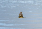 BLYTH`S PIPIT , BLAGDON LAKE , SOMERSET , 22 , 12 , 2016