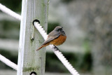 EASTERN BLACK REDSTART . MOUSEHOLE . CORNWALL . 4 . 1 . 2017