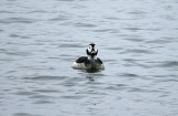 LONG-TAILED DUCK . TOPSHAM RECREATION GROUND . DEVON . ENGLAND . 17 . 1 . 2017