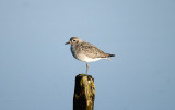 GREY PLOVER , TURF LOCKS , DEVON , 18 , 1 , 2017