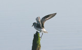 GREY PLOVER . TURF LOCKS . DEVON . 18 . 1 . 2017