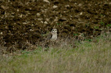 SHORT-EARED OWL .PORTLAND BILL . DORSET . 6 . 2 . 2017 