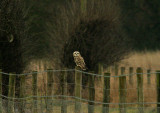 SHORT-EARED OWL . WYKE DOWN . DORSET . 10 . 2 . 2015 ..JPG