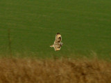 SHORT-EARED OWL . WYKE DOWN . DORSET . 10 . 2 . 2015.JPG