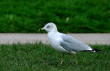 RING-BILLED GULL . CHEW VALLEY LAKE . SOMERSET . 7 . 2 . 2017