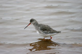 SPOTTED REDSHANK . GOOSEMOOR . TOPSHAM . DEVON . ENGLAND . 11 . 2 . 2017 