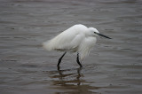 LITTLE EGRET . GOOSEMOOR . TOPSHAM . DEVON . 11 . 2 . 2017
