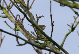 Hume`s Leaf Warbler - Phylloscopus humei