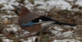 Jay, Garrulus glandarius, Nötskrika, 25012014-GO5A5218 - kopia.jpg