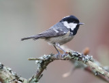 Coal Tit, Periparus ater, Svartmes, 08022014-GO5A6627 - kopia.jpg