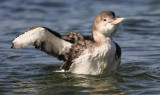 Yellow-billed Loon, Gavia adamsii, Vitnäbbad islom, 29032014-GO5A1090 - kopia.jpg