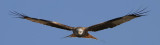 Red kite, Milvus milvus, rödglada, 03042014-GO5A1663 - kopia.jpg