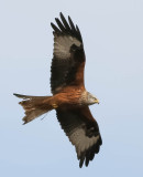 Red kite, Milvus milvus, rödglada, 04042014-GO5A2094 - kopia.jpg