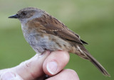 Dunnock, Prunella modularis, järnsparv, 18042014-GO5A5453 - kopia.jpg