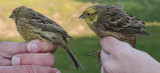A pair of Yellowhammer, Emberiza citrinella, gulsparvar hona och hane, 19042014-GO5A5539 - kopia.jpg