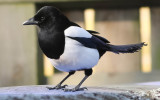 Magpie, Pica pica, Skata, 20042014-GO5A5958 - kopia.jpg