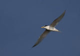 Little Tern, Sternula albifrons, småtärna, 29042014-GO5A7021 - kopia.jpg