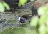 Dipper, Cinclus cinclus, strömstare, 03052014-GO5A7731 - kopia.jpg