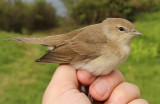 Garden Warbler, Sylvia borin, trädgårdssångare, 15052014-GO5A8835 - kopia.jpg