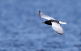 White-winged Black Tern, Chlidonias leucopterus, vitvingad tärna,17052014-GO5A9879 - kopia.jpg